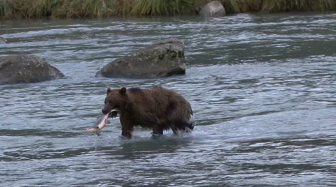BROWN BEAR CATCH AND EAT Video stock 32539205
