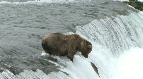BROWN BEAR CATCH Video stock 14783018