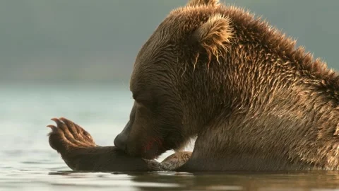 Brown Bear catching and eating Salmon fish in Lake Kuril Kamchatka Stock Footage 291623979