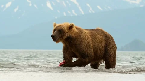 Brown Bear catching and eating Salmon fish in Lake Kuril Kamchatka Stock Footage 291623995