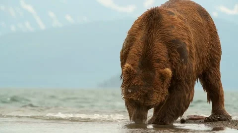Brown Bear catching and eating Salmon fish in Lake Kuril Kamchatka Stock Footage 291624014