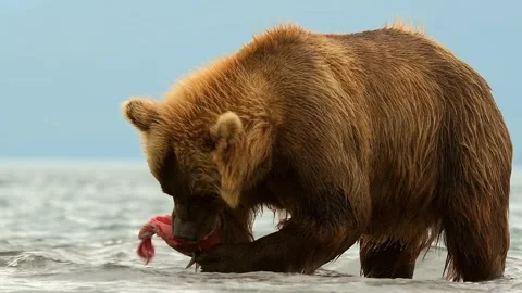 Brown Bear catching and eating Salmon fish in Lake Kuril Kamchatka Stock Footage 291624044