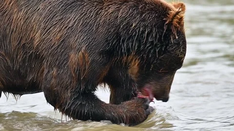 Brown Bear catching and eating Salmon fish in Lake Kuril Kamchatka 스톡 동영상 291624231