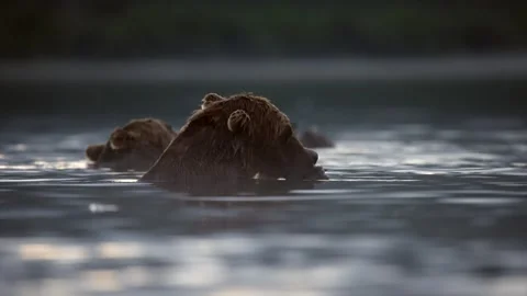 Brown Bear catching and eating Salmon fish in Lake Kuril Kamchatka Видео 291624287