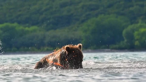Brown Bear catching and eating Salmon fish in Lake Kuril Kamchatka Video stock 291624293
