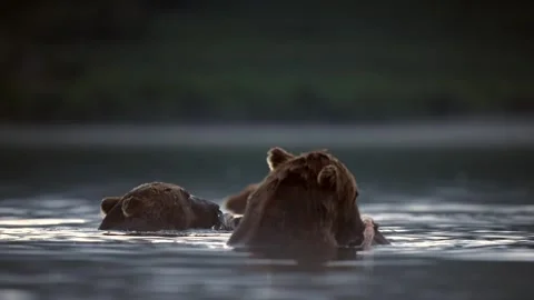 Brown Bear catching and eating Salmon fish in Lake Kuril Kamchatka Stock Footage 291624295