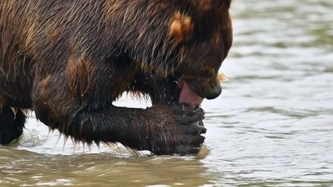 Brown Bear catching and eating Salmon fish in Lake Kuril Kamchatka Stock Footage 291624350