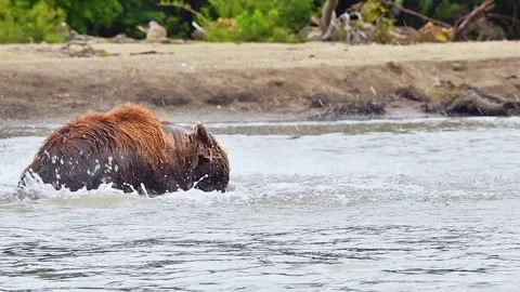 Brown Bear catching and eating Salmon fish in Lake Kuril Kamchatka Stock Footage 291624615