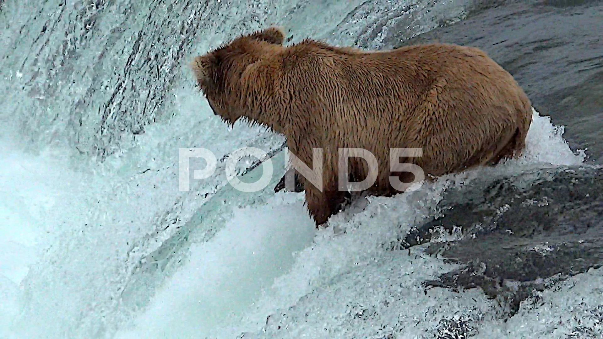 Alaska Brown Bear Catching Salmon Stock Photo - Download Image Now