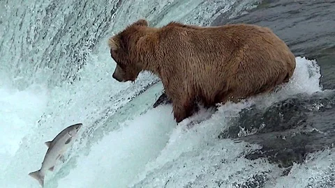 Brown Bear Catching Fish in Mid Air in even slower slow motion Stock Footage