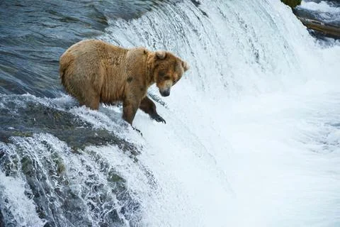 Brown bear catching fish in river rapids Stock Photos