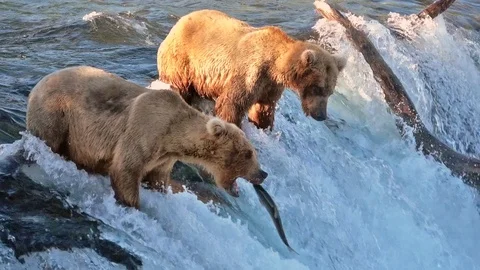 Brown bear catching jumping salmon in mid air in slow motion Stock Footage 96476266