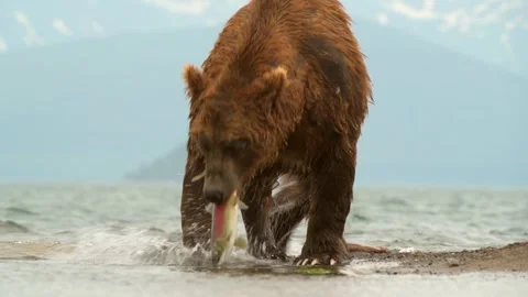 Brown Bear catching Salmon fish in Lake Kuril Kamchatka Stock Footage 290161414