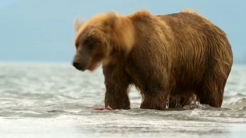 Brown Bear catching Salmon fish in Lake Kuril Kamchatka Stock Footage 290161432