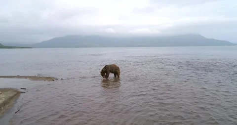 Brown Bear catching Salmon fish in Lake Kuril Kamchatka Stock-Footage 290161511