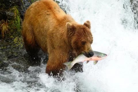 Brown bear catching the salmon Foto stock