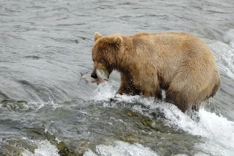 Brown bear catching the salmon Foto stock