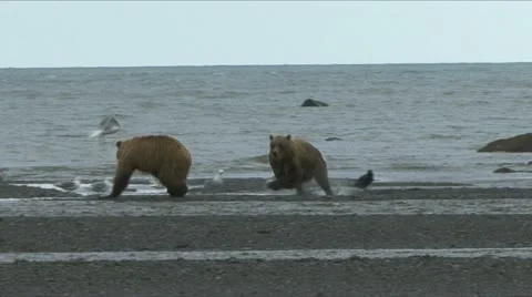 BROWN BEAR CHALLENGE 库存影片 18194611