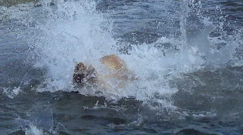 Brown Bear Charges After Salmon &amp; Dives in 50% Slow Motion Stock Footage 51778015