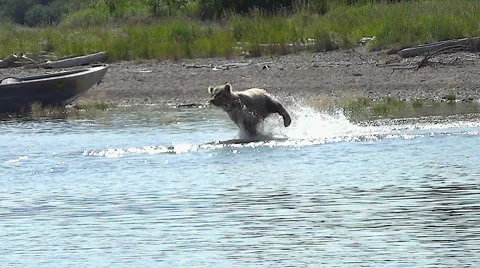 Brown Bear Charges Into Lake After Fleeing Salmon Stock Footage 50357123