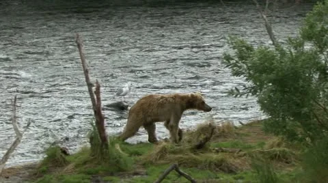 BROWN BEAR CHASE Video stock 20636507