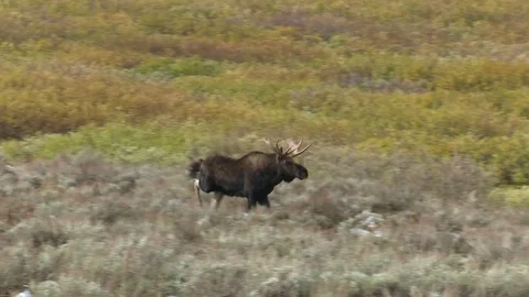 Brown Bear Chases Moose Video stock 82177388