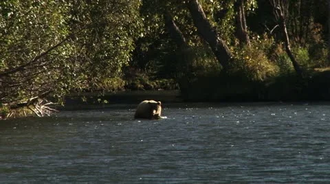 Brown Bear Chasing Elusive Fish in River Stock Footage 12459288