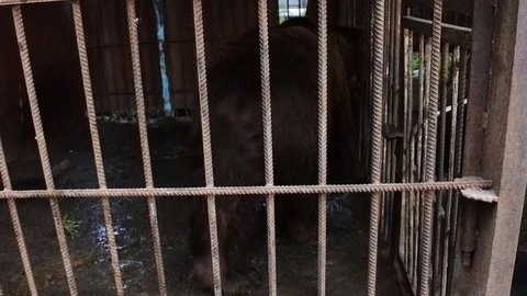 Brown bear circus rhythm Stock Footage 73258229