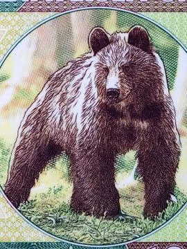 Brown bear in a clearing Stock Photos