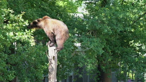 Brown bear climbing at top of dried tree and stands there Stock Footage 219420975