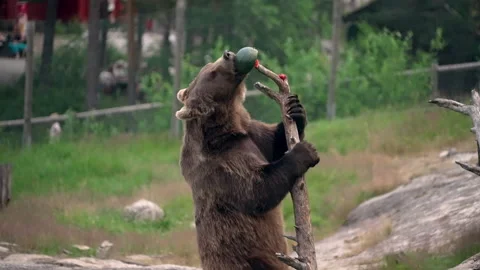 Brown bear climbing tree and eating watermelon 動画素材 219888798