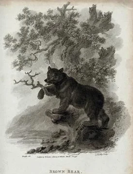 A brown bear climbing up a tree. Etching by J. Tookey after J. C. Ibbetson. Stock Illustration