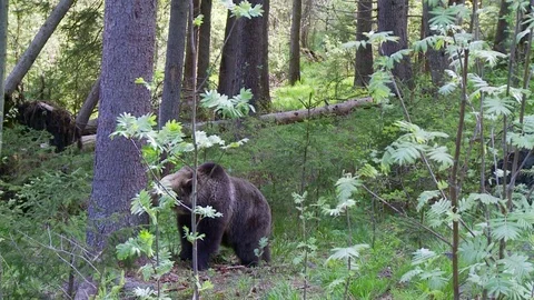 Brown bear climbing in the tree 動画素材 78874337