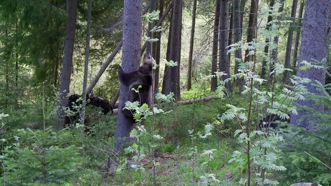 Brown bear climbing in the tree Vídeos de archivo 78874530