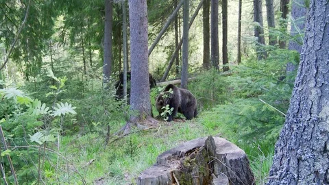 Brown bear climbing in the tree 库存影片 78875466