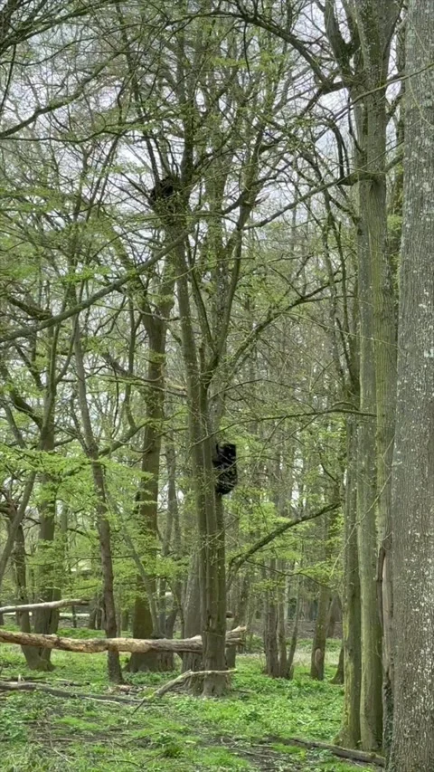 Brown bear climbing on tree trunk in forest Stock Footage 319402480