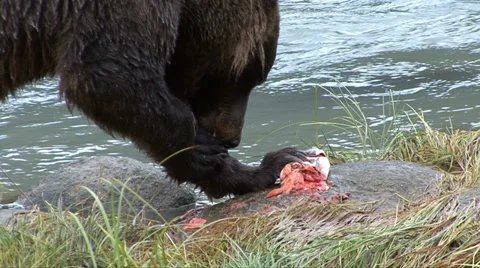 BROWN BEAR CLOSE UP EATING FISH Video stock 32540848