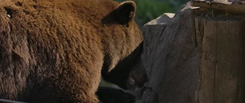 Brown bear close up eating Stock Footage 140267152