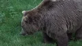 Brown bear close up looking to camera in sunny summer forest grassland 4k or 4k+ Resolution