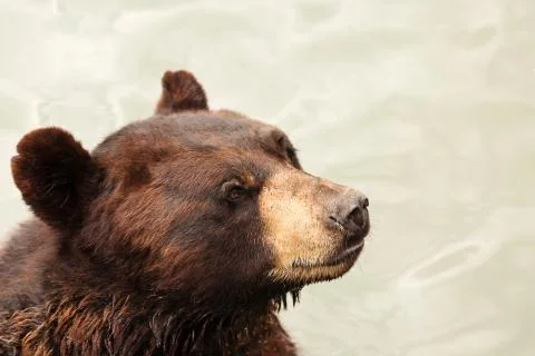 Brown bear close-up Stock Photos