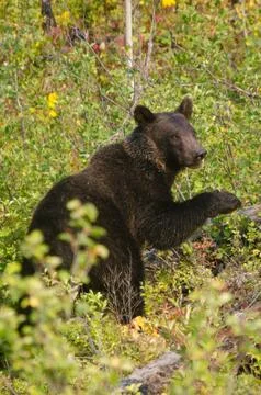 Brown bear close up. Stock Photos