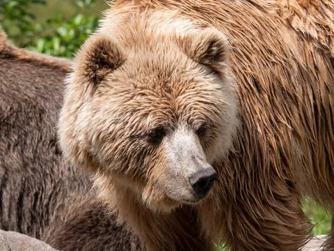 Brown bear close up Stock Photos