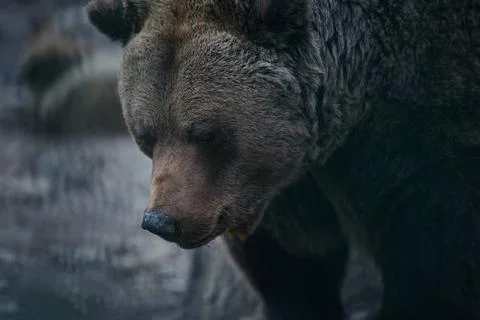 Brown Bear Close Up Portrait Stock Photos