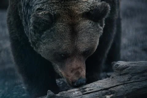 Brown Bear Close Up Portrait Stock Photos