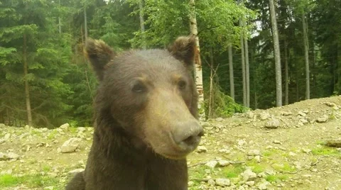 Brown bear close up, poses for the camera Stock Footage 40399313