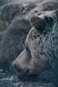 Brown Bear Close-Up Profile Stock Photos