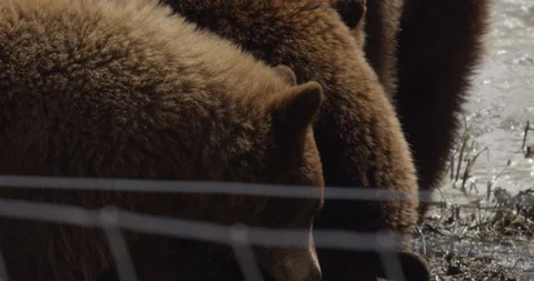 Brown bear close up slow motion eating Stock Footage 106592731