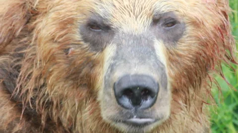 Brown Bear, close up Summer 스톡 동영상 41974866