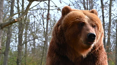 Brown bear close-up view video nature dangerous Stock Footage 306059932