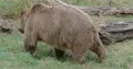 Brown bear close up walking and sitting in dry grassland 4k or 4k+ Resolution